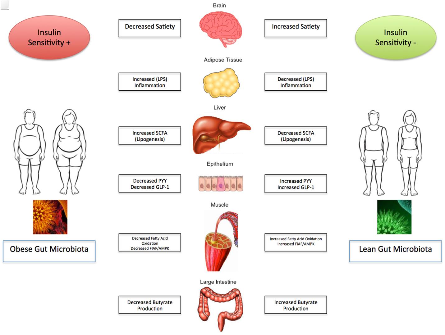 Understanding the role of gut microbes and probiotics in obesity: how far are we