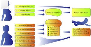 Excess body weight during pregnancy and offspring obesity: potential mechanisms