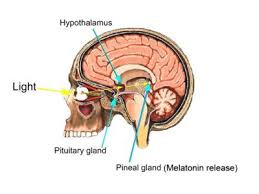 فرضيه دكتر راست منش در مورد رابطه ملاتونين و كاهش وزن و بدخوابي