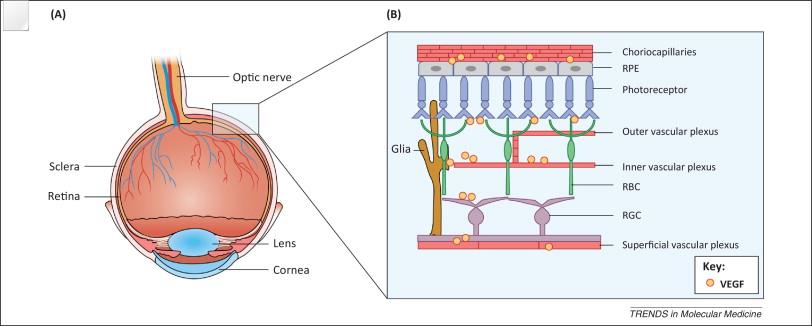 Possibility of enhanced risk of retinal angiogenesis in athletes with pre- existing retinal situation abusing erythropoietin doping: a hypothesis