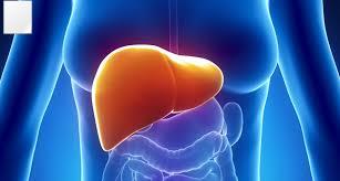Anti-inflammatory and anti-mutagenic effect of the YHK phytocompound in hepatocytes: in view of an age-management liver-protecting approach