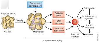 Type 2 diabetes: a protective factor for prostate cancer? An overview of proposed mechanisms